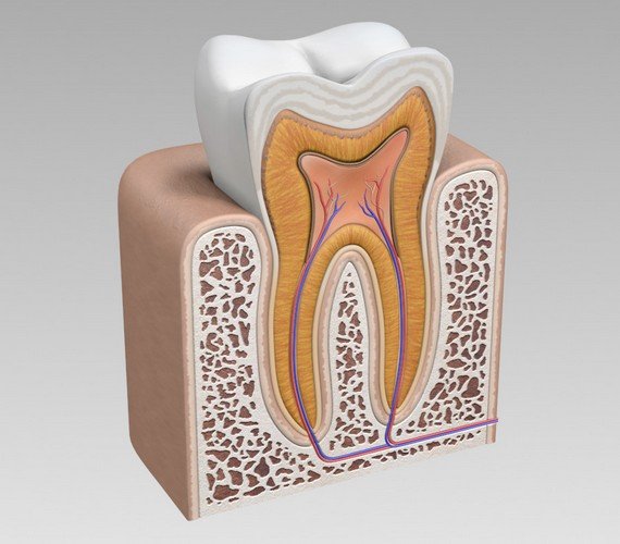 Menselijke tanden